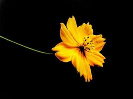 Orange cosmos flower isolated on white background photo