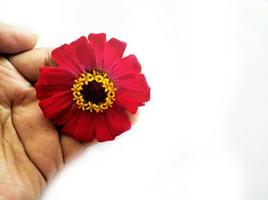 Flower zinnia red isolated on black background photo