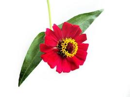 Flower zinnia red isolated on black background photo