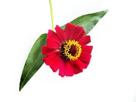 Flower zinnia red isolated on black background photo