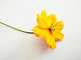 Orange cosmos flower isolated on white background photo