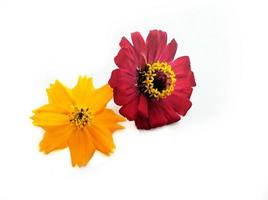 Flower zinnia red isolated on black background photo