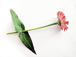 Flower zinnia red isolated on black background photo