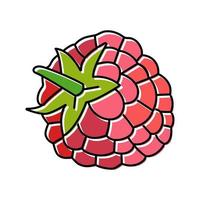raspberry leaf berry color icon vector illustration