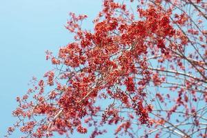 Selective focus red flower of Monkey Flower Tree, Fire of Pakistan or Phyllocarpus septentrionalis Donn. Smith bloom on tree in the garden on blue sky background. photo