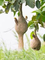 Baya weaver bird nest photo