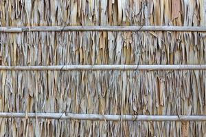 Palm leaf wall texture photo