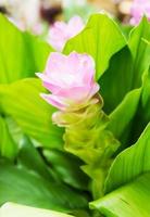 Siam tulip flower or Curcuma alismatifolia photo