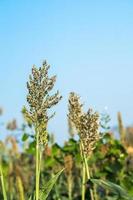 Close up Sorghum in field agent blue sky photo