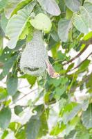 Baya weaver bird nest on tree photo