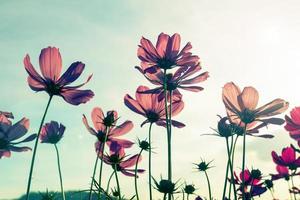 Pink Cosmos flower, Vintage stye photo