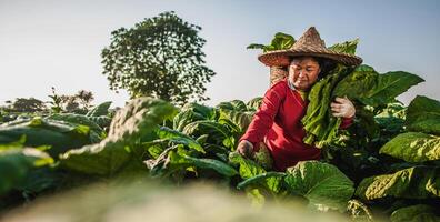 Female Farmer working agriculture in tobacco fields photo
