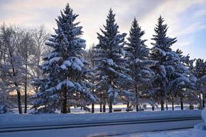 ramas de abeto heladas nevadas. fondo de invierno cubierto de nieve. paisaje de luz de bosque natural. nevada. un hermoso árbol alto y un cielo naciente. una escena mágica helada en un parque al aire libre. soleado. brillantemente. nieve. foto