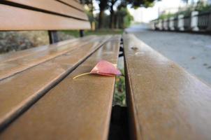 Leaf on bench photo