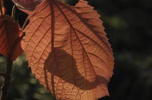 Red leaf with beautiful texture photo