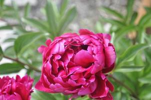 deep red peony flowers photo