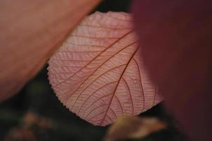 red leaf with beautiful texuture photo