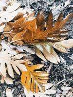 Dry leaves on the ground photo