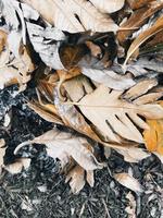 Dry leaves on the ground photo