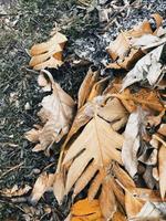 Dry leaves on the ground photo