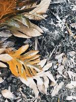 hojas secas en el suelo foto