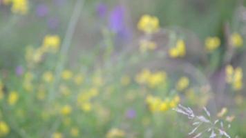 wild geel en Purper bloemen Aan de veld- in voorjaar tijd video