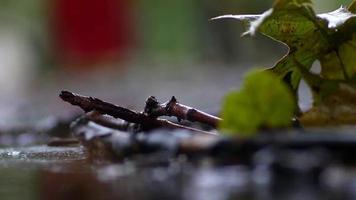 pluie d'automne. détails sur la végétation et les gouttes d'eau un jour de pluie d'automne dans le parc video