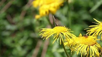 brown butterfly feeding with nectar on wild yellow plants video