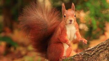 Eurasian red squirrel climbing on tree and eating acorn video
