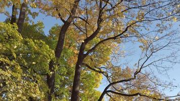 feuilles d'automne tombant des arbres video