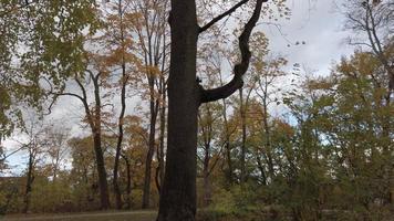 autunno le foglie caduta a partire dal il alberi video