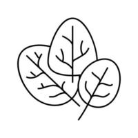 spinach plant line icon vector illustration