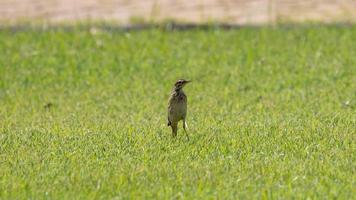 Common Sandpiper stand on the field photo