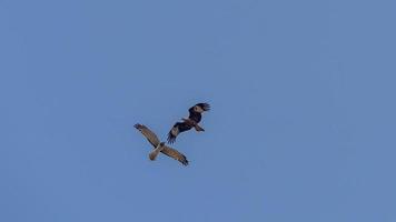 halcón, halcón, cometa, cernícalo volando en el cielo foto