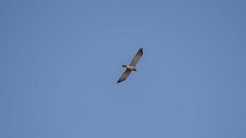 Black-winged Kite flying in to the sky photo