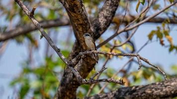 actuación en "The Shrike" birmano posado en un árbol en la naturaleza foto