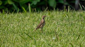 Common Sandpiper stand on the field photo