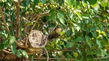 actuación en "The Shrike" birmano posado en un árbol en la naturaleza foto