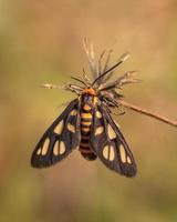 close up view of insect photo