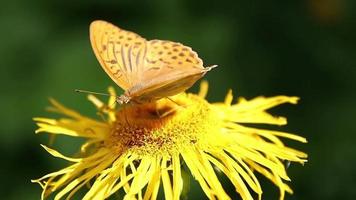 borboleta marrom alimentando-se com néctar em plantas amarelas selvagens video