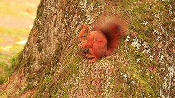 Eurasian red squirrel climbing on tree and eating acorn video