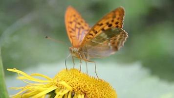 brauner Schmetterling, der sich mit Nektar auf wilden gelben Pflanzen ernährt video