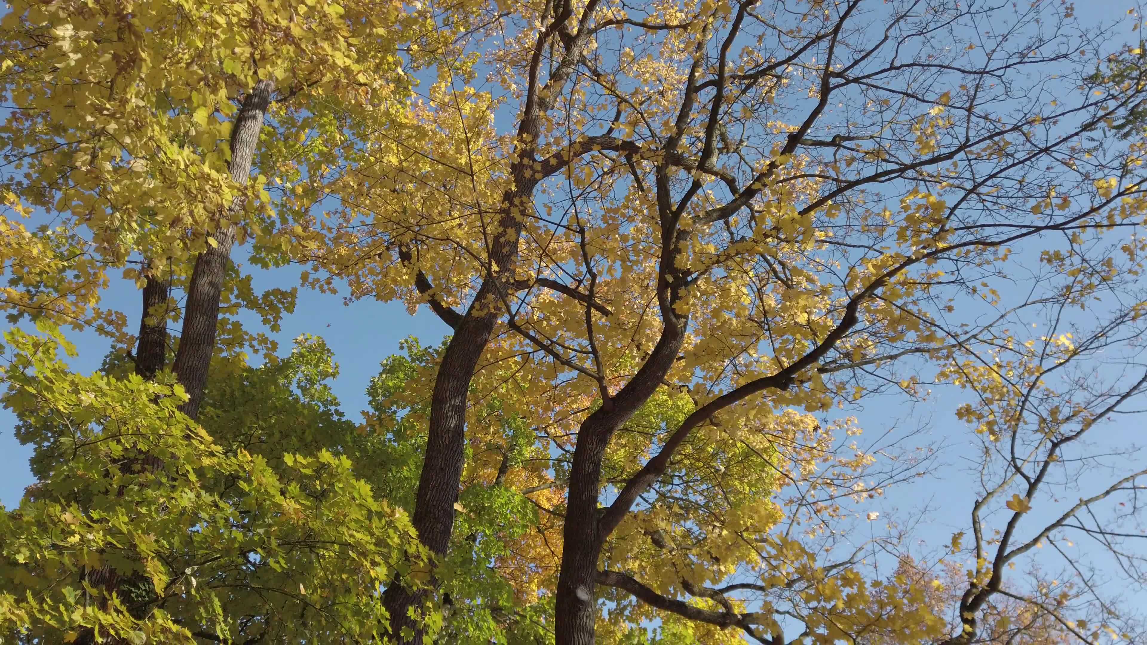 Leaves Falling Off Trees