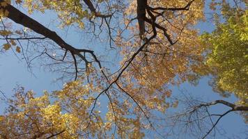 herfst bladeren vallend van de bomen video