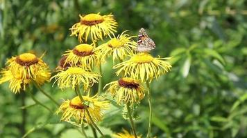 mariposa marrón alimentándose con néctar de plantas amarillas silvestres video