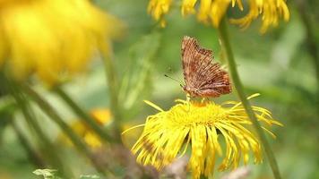 papillon brun se nourrissant de nectar sur des plantes jaunes sauvages video