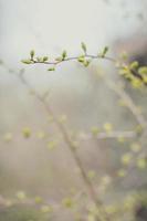 Close up plant buds in early spring concept photo