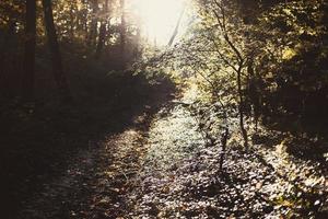 Sunlight illuminating dense forest landscape photo