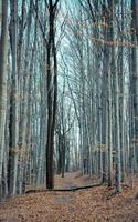 Tall skinny bare trees in autumn landscape photo