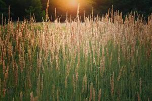 Close up agricultural crop field under sunlight concept photo